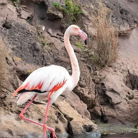 Margarita 85 By Book Menorca * Son Bou