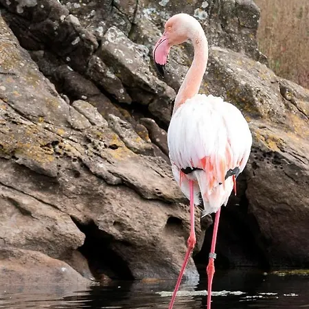 Margarita 85 By Book Menorca *